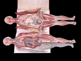c.1900 Livre d'Or de la Santé [Anatomy/Medicine] 3 Volume Set