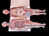 c.1900 Livre d'Or de la Santé [Anatomy/Medicine] 3 Volume Set