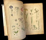 c.1870 Histoire Naturelle Illustrée Végétaux