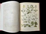 C.1890 Nos fleurs, plantes utiles et nuisibles, by Sablon